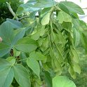 Acer negundo